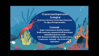 AICE Marine Science Topic 4 Understanding Echinoderms and Crustaceans [upl. by Sorensen774]