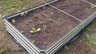 Finally got Started with Latest Garden Bed Transplanting Today 111924 [upl. by Bonis]