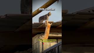 Oyen Berjuang Mati Matian Gantung di Genteng Animal kucing catlovers lucu cat funny short [upl. by Ahtnama689]