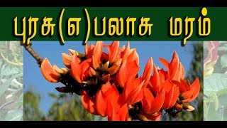 Butea monosperma பலாசு மரத்தின் வைத்தியமுறைகள் [upl. by Henriha]