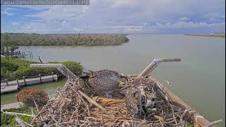 2024 06 26 Captiva Osprey Cam [upl. by Eceinart]