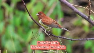 O canto da Escrevedeira ferrugínea  Emberiza rutila [upl. by Symons951]