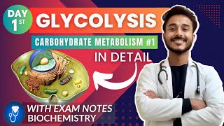 glycolysis biochemistry  carbohydrate metabolism biochemistry  glycolysis pathway biochemistry [upl. by Thorfinn]