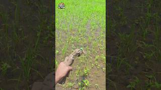 😲Handmade Crossbow Fishing Method 🌻 catfish naturalfishing crossbow fishing [upl. by Trisa109]