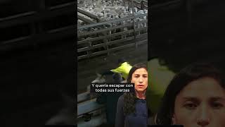 Ningún animal quiere morir al igual que todxs nostrxs 😢 cabra libertad quesodecabra quesos [upl. by Enileuqkcaj]