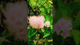 Pink Meadowsweet flower nature meadowsweet plant flower [upl. by Roybn]