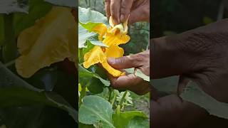 Hand Pollination on Pumpkin Plant  Pumpkin vegetables pumpkin [upl. by Soilisav460]