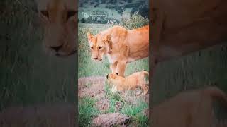 The Baby Lion Chirped Funny and Cute Wild Babies [upl. by Maida]