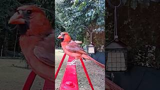 Cardinal RedBird cardinals shortsfeed shortsvideo shorts short birds birdsounds [upl. by Trilly]