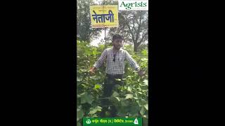 Kurnool Seeds Hybrid Cotton  Netaji Gold Neo1653 BG II hybridcotton bigboll [upl. by Coppola]