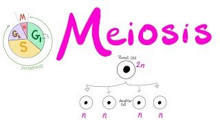 Meiosis  Cell Division  Biology Series for MCAT DAT GSCE ACT SAT AP Biology [upl. by Aihtekal341]