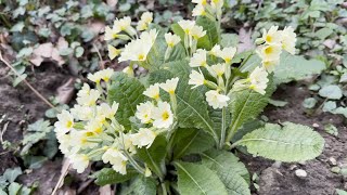 Primula elatior March 14 2024 [upl. by Aicenod]