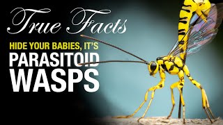 True Facts Parasitoid Wasps [upl. by Nyleve]