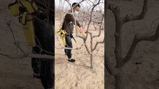 Pruning jujube trees process [upl. by Bautista]