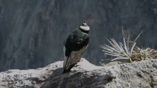 Andean condors at Cruz del Condor Colca Canyon Peru [upl. by Eadwine315]