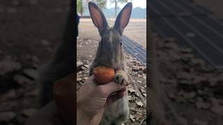 Meet Stripe The Friendly Rabbit [upl. by Dhiman]