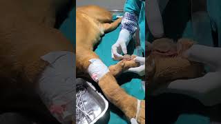 mastiff breeds dog gsdanimalhospital dogrescue animalrescue [upl. by Nawed200]