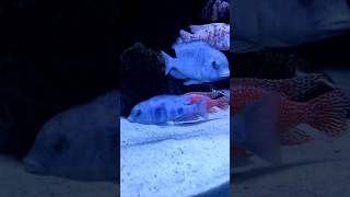 Blue dolphin African cichlidsCyrtocara moorii africancichlids foryou fish aquarium malawi [upl. by Fahland697]