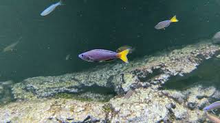 Sardine cichlid Cyprichromis leptosoma courtship display [upl. by Wiatt]