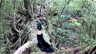 Meidase P60 Trail Camera  Both cubs come back down to mom [upl. by Craw]