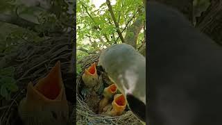 Long tailed shrike bird babies P 1 shorts ytshorts [upl. by Phonsa41]