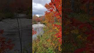 Scenic views of Renwick Brook Park fallvibes hiking autumn travel wanderlust [upl. by Cynarra992]