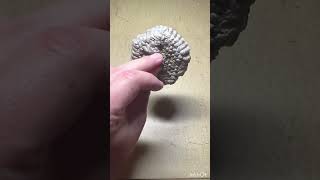 Wasp Nest Removal [upl. by Yruoc]