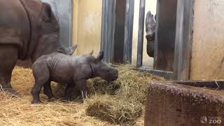 White Rhino Calf quotHowdyquot With Aunt Sabi [upl. by Artep308]