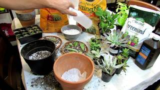 Transplanting Succulents amp Dry Soil Mix Basics for Beginners Houseplants amp Succulents E119 [upl. by Sallyann920]