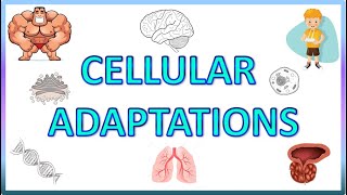 Cell Adaptations  Pathology  Hypertrophy Hyperplasia Atrophy amp Metaplasia [upl. by Rubliw529]