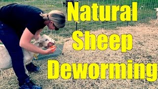 Deworming Sheep the Natural Way [upl. by Hairam]