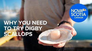 Why you need to Try Digby Scallops [upl. by Jotham]