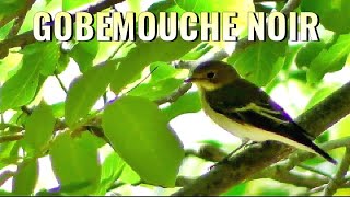 GOBEMOUCHE NOIR en halte migratoire [upl. by Jansen937]