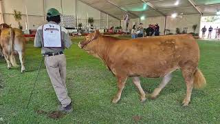 Limousin Cattle Breeders Southern Africa Junior Vroulike Kampioenskap regstreeks vanaf Bloem Show [upl. by Lipsey711]