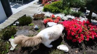 Ragdoll cat acts like a dog [upl. by Elke]