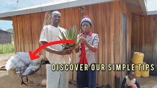 Simple Living in Remote Kenya Village Treating Chicks with Aloe Vera [upl. by Javler]