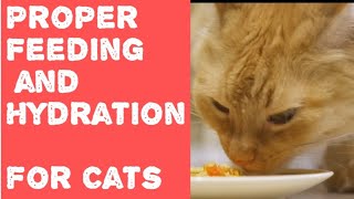 Proper Feeding and Hydration for Cats A Comprehensive Guide [upl. by Notxarb]