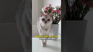 Kucing Burmilla cats kucinglucu raskucing catlover animals [upl. by Davilman]