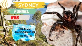 Web Mastery The Deadly Funnel Spider [upl. by Tiat]