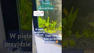 NOWE AKWARIUM😻 akwarium akwarystyka aquarium fishes [upl. by Nyladam]