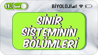 Sinir Sisteminin Bölümleri Taktikli Konu Anlatım  AYTDE SORU GELİR  11 Sınıf Biyoloji 2023 [upl. by Dnar496]