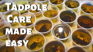 How to Care for Dart Frog Eggs amp Tapoles [upl. by Huppert]