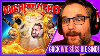 Katzen sind MASCHINEN  Gronkh Reaction [upl. by Ysied]