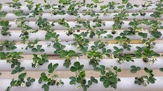 topraksız tarım akan su çilek serası 48gün  hydroponics [upl. by Ggerg]