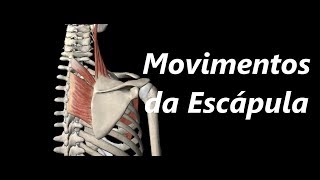 Movimentos da Escápula em 3D [upl. by Adoree]