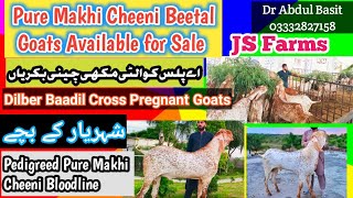 Pure Makhi Cheeni Beetal Goats Dilber Baadil Cross available for Sale at JS Farms  مکھی چینی بکریاں [upl. by Mas]