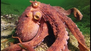 Une pieuvre superintelligente vole un crabe à un pêcheur  ZAPPING SAUVAGE [upl. by Cooper]