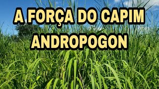 A FORÇA DO CAPIM ANDROPOGON [upl. by Anolahs]