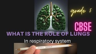 what is the role of lungs in the respiratory system grade 5 CBSE science class imp questions [upl. by Curtis]