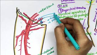 Femoral Artery Anatomy  Origin  Branches  Clinical [upl. by Sawyer]